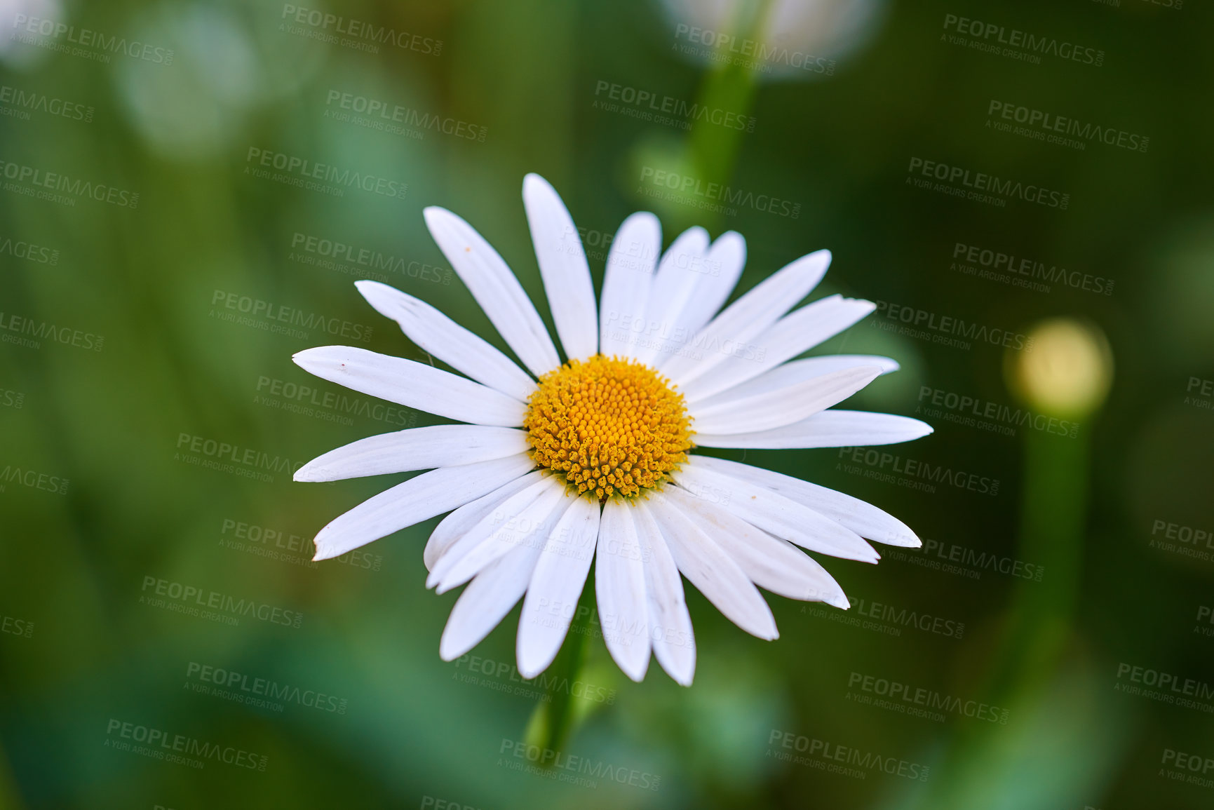 Buy stock photo Closeup detail of beautiful Daisy growing in a garden on a summer day. One vibrant white flower blooming outdoors in nature or a park. A decorative and bright plant blossoming with a bush background