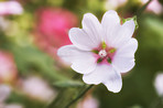 Beautiful flowers from my garden