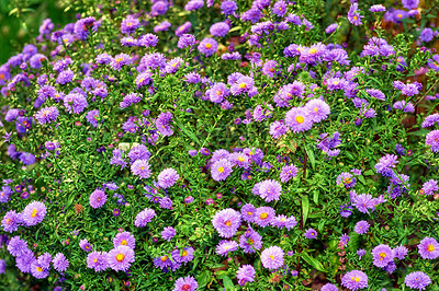 Buy stock photo A series of beautiful garden photos