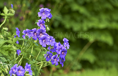 Buy stock photo Himalayan cranesbill flowers growing in a field or botanical garden with copy space. Plants with vibrant leaves and violet petals blooming and blossoming in spring in a lush nature environment 