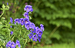 Blue Geranium