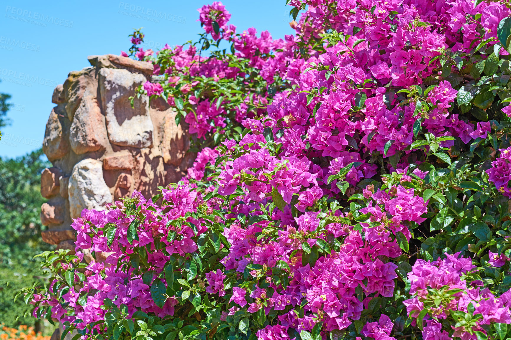 Buy stock photo A series of photos of rhododendron in garden