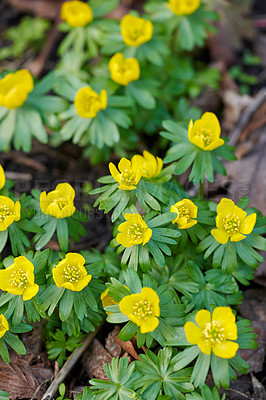 Buy stock photo A series of beautiful garden photos