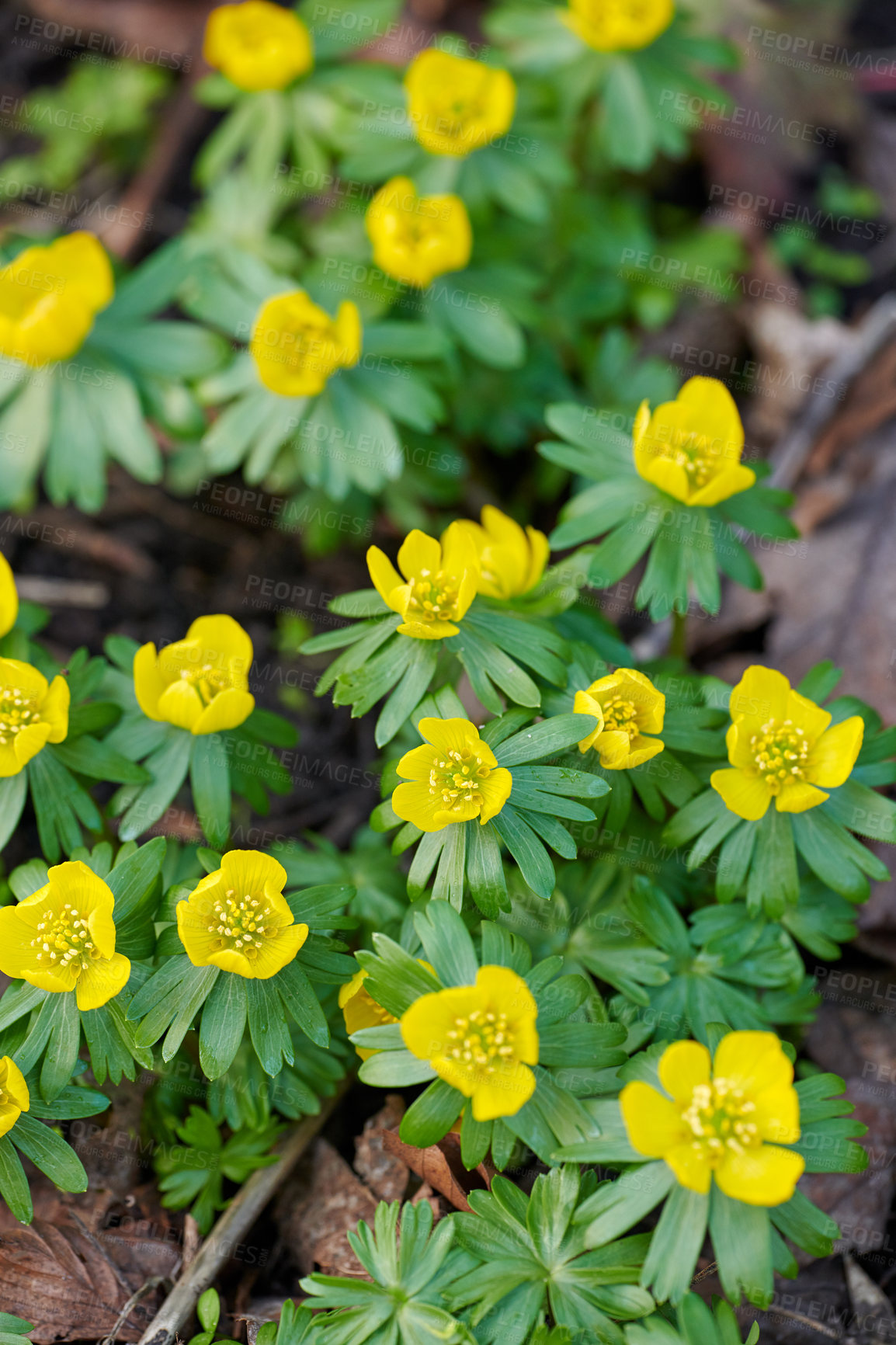 Buy stock photo A series of beautiful garden photos