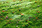 Garden flowers in summertime