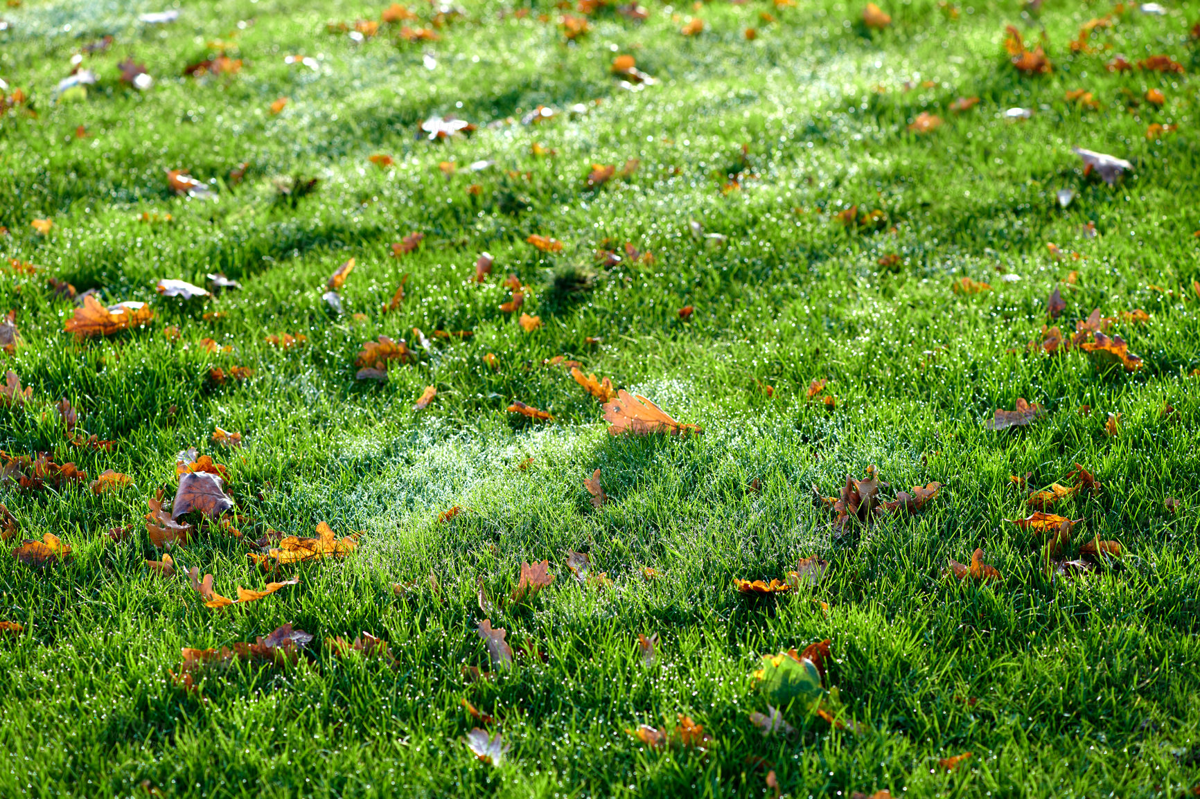 Buy stock photo A photo of beautiful garden details