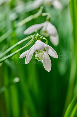Buy stock photo Closeup of snowdrop flowers blossoming against a blurred green background. Delicate white blooms growing in a garden or forest in spring. Galanthus nivalis stems and leaves in meadow with copy space