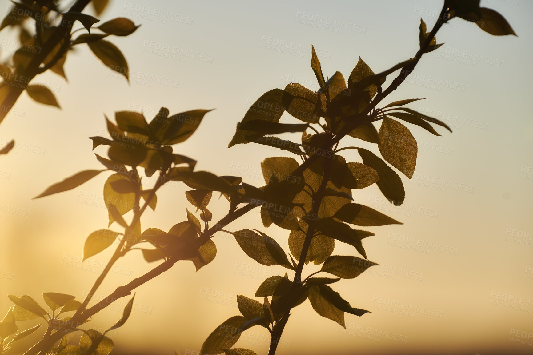 Buy stock photo Beautiful closeup view of nature in a forest or garden of plants and leaves in Autumn or Spring. Isolated selective focus on leaves and branches in a park with bokeh sunset and sky in the background.