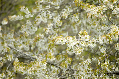 Buy stock photo A series of beautiful garden photos