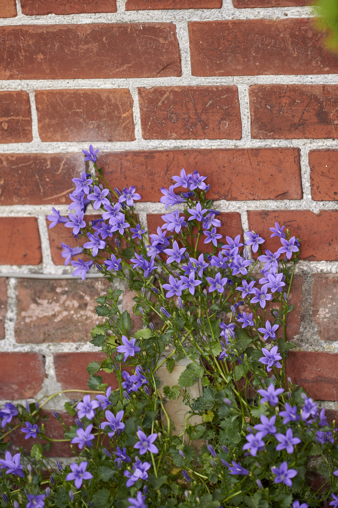 Buy stock photo Blue Serbian bellflowers growing against a red brick wall in a secluded and private home garden. Closeup of vibrant campanula poscharskyana flowers blooming horticulture backyard as decorative plant