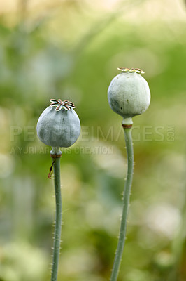 Buy stock photo Closeup of opium poppy flowers blossoming against a blurred green background. Delicate blooms growing in a garden or forest in spring. Papaver somniferum L. stems and leaves in meadow with copy space