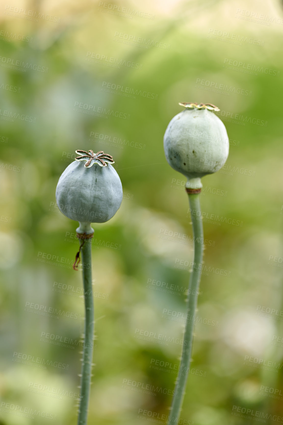 Buy stock photo Closeup of opium poppy flowers blossoming against a blurred green background. Delicate blooms growing in a garden or forest in spring. Papaver somniferum L. stems and leaves in meadow with copy space
