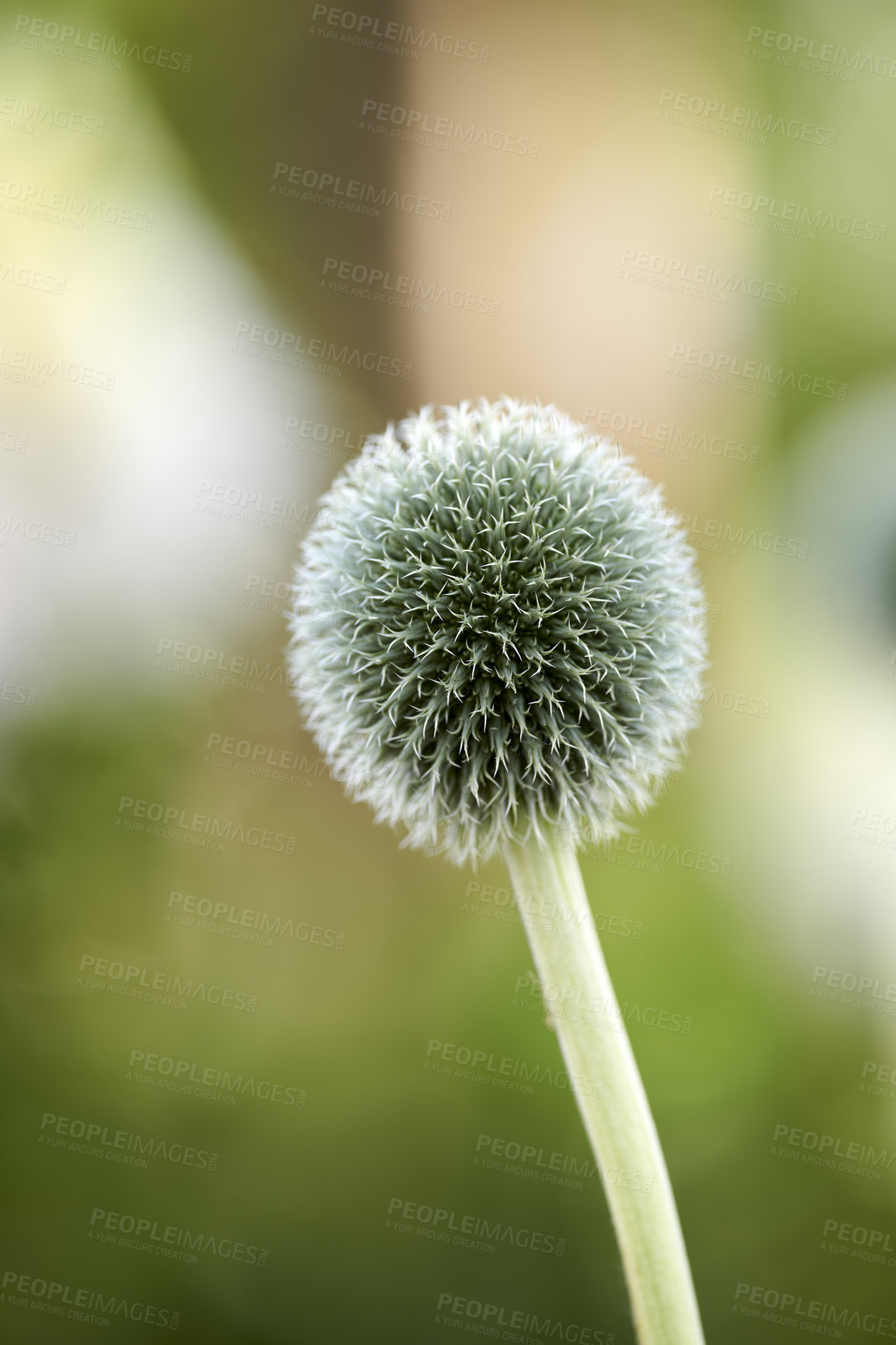 Buy stock photo Blue Globe Thistle Flowers, known as Echinops and stalwart perennial. Latin: Echinops exaltatus