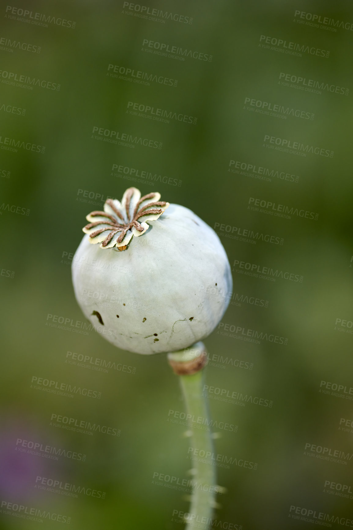 Buy stock photo A series of beautiful garden photos