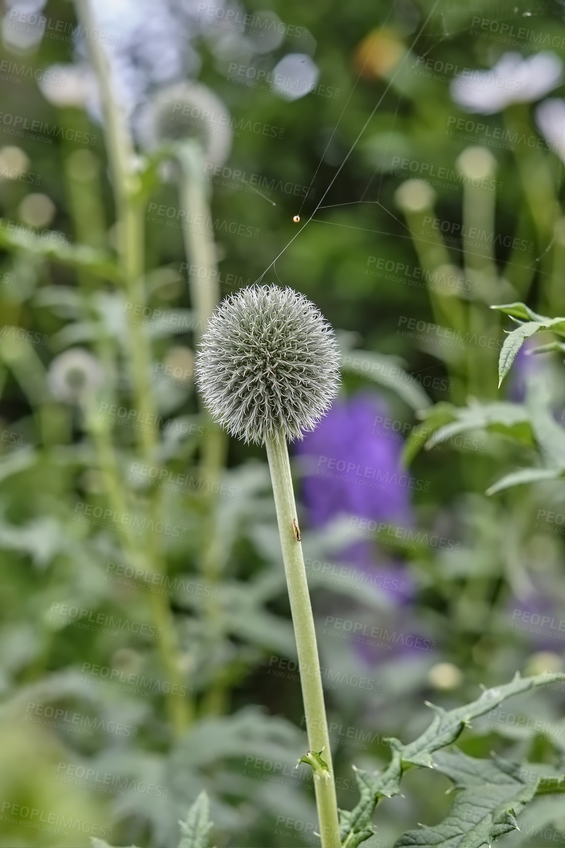 Buy stock photo Blue Globe Thistle Flowers, known as Echinops and stalwart perennial. Latin: Echinops exaltatus