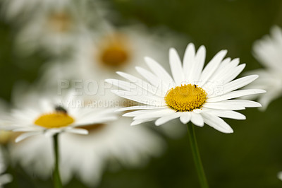 Buy stock photo Closeup of white Marguerite daisies growing in medicinal horticulture or cultivated field for chamomile tea leaves harvest. Argyranthemum frutescens flowers blooming in a home garden or remote meadow