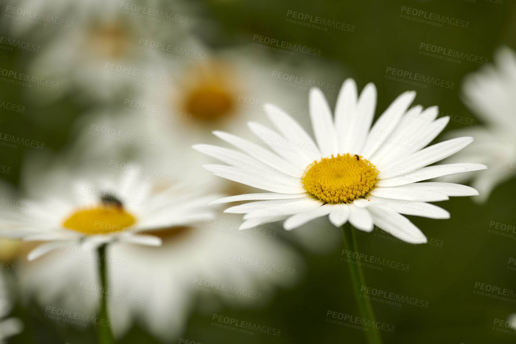 Buy stock photo Closeup of white Marguerite daisies growing in medicinal horticulture or cultivated field for chamomile tea leaves harvest. Argyranthemum frutescens flowers blooming in a home garden or remote meadow
