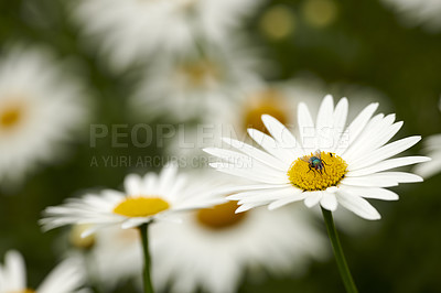 Buy stock photo A series of beautiful garden photos