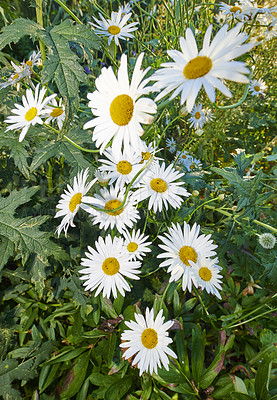 Buy stock photo Daisy flowers growing in a field or botanical garden on a sunny day outdoors. Shasta or max chrysanthemum daisies from the asteraceae species with white petals and yellow pistils blooming in spring
