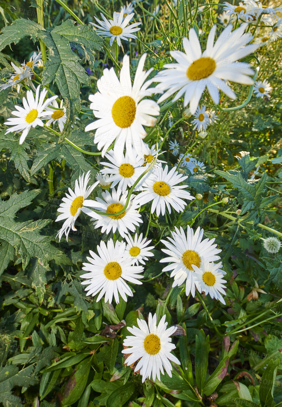 Buy stock photo Daisy flowers growing in a field or botanical garden on a sunny day outdoors. Shasta or max chrysanthemum daisies from the asteraceae species with white petals and yellow pistils blooming in spring