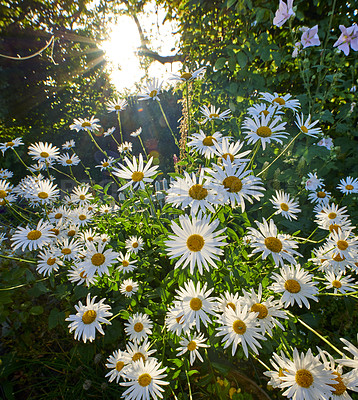 Buy stock photo Insects pollinating marguerite flower plants in nature or a garden on a sunny day in Spring. Oxeye daisies blooming in a forest, with green trees and wild hollyhocks in the background.