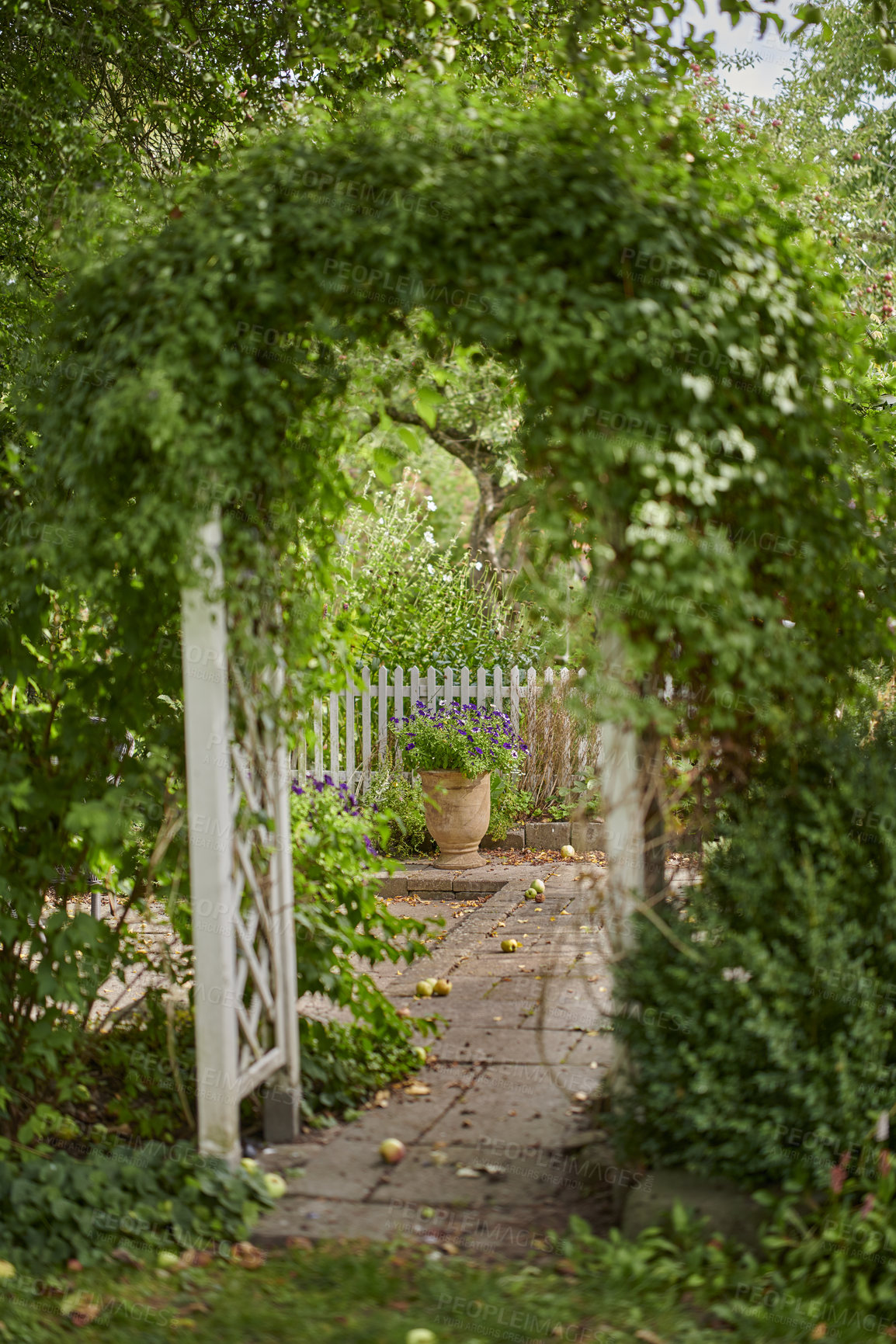 Buy stock photo Green leafy arch leading to a private garden in a backyard on a sunny day. Beautiful growing plants in harmony in a vibrant, tranquil courtyard. Beauty in nature around the perfect spot for a picnic