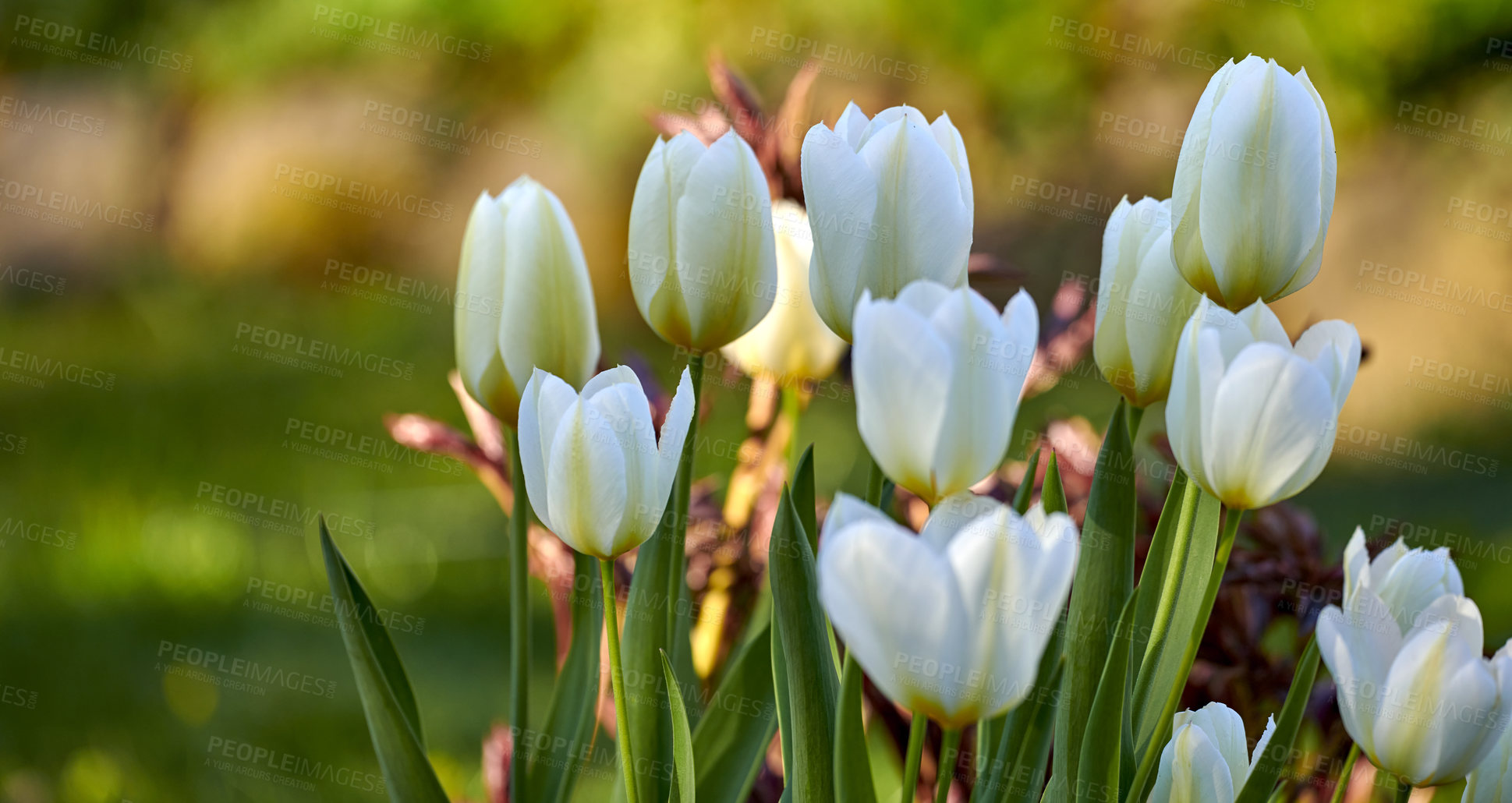 Buy stock photo Wallpaper of white tulip flowers growing in a garden outside with bokeh background for copy space. Many open blooms on delicate bulb plants growing in a green backyard for quiet nature scene