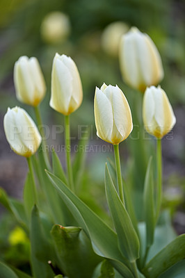Buy stock photo White and yellow tulips in a garden background. Bunch of beautiful elegant tulip flowers with green stem and leaves. A perennial flowering plant growing in a park for its beauty and aromatic scent