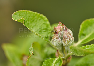 Buy stock photo Malus pumila flower growing in a ecological garden with copy space. Closeup of beautiful paradise apple plant blooming and blossoming in nature during spring in an organic meadow or field environment