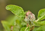 Apple trees flowers