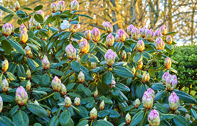 Buy stock photo Rhododendron is a genus of 1,024 species of woody plants in the heath family, either evergreen or deciduous, and found mainly in Asia, although it is also widespread throughout the Southern Highlands of the Appalachian Mountains of North America.