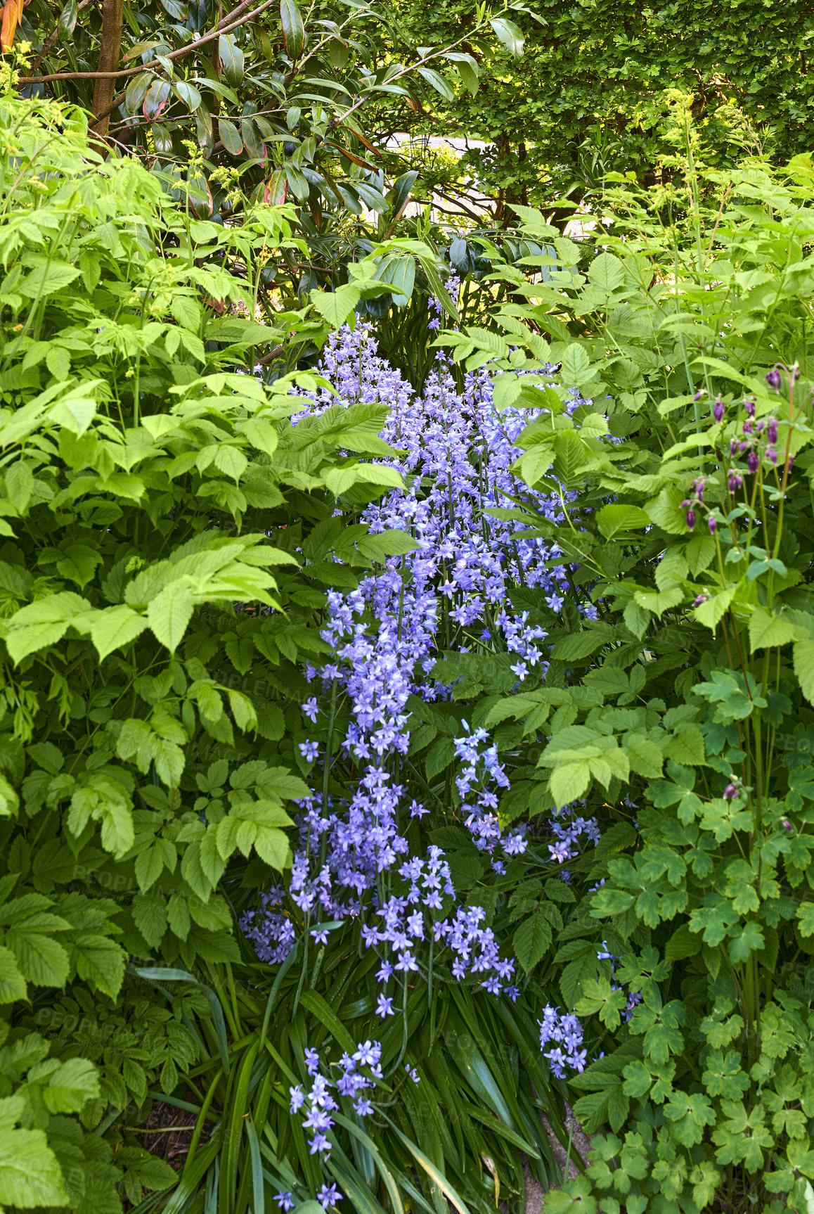 Buy stock photo A photo of beautiful Blue flowers in springtime