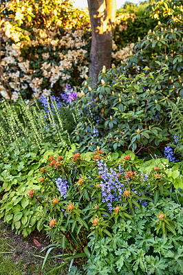 Buy stock photo Bright and colorful flowering plants growing in a garden or park on a sunny day outdoors in spring. Vibrant orange fireglow griffiths spurge and purple spanish bluebell flowers blooming in nature