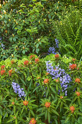 Buy stock photo Closeup view of mixed plants in a garden in nature. Group of natural flowers showing detail on green leaves and beauty of colorful petals outside with Bluebell Scilla siberica, blue blossoms.