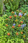 Garden flowers in summertime