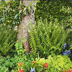 Garden flowers in summertime