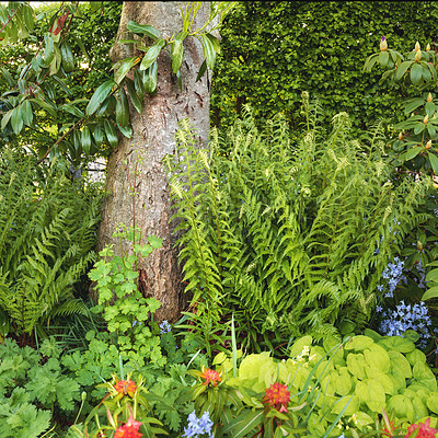 Buy stock photo A photo of beautiful garden details