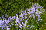 Bluebells in my garden