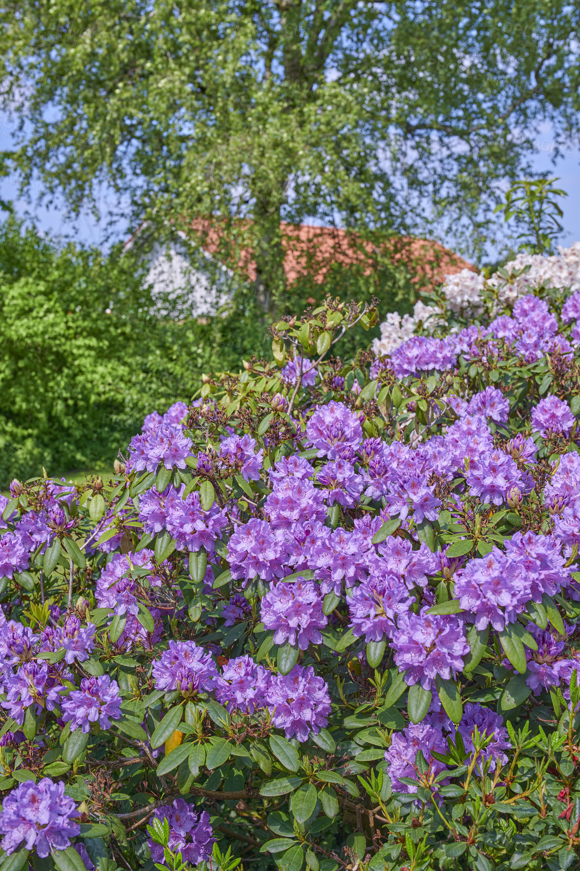 Buy stock photo A series of photos of rhododendron in garden