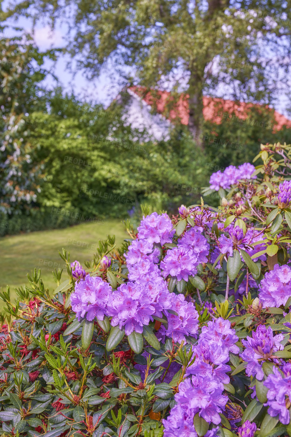 Buy stock photo A series of photos of rhododendron in garden