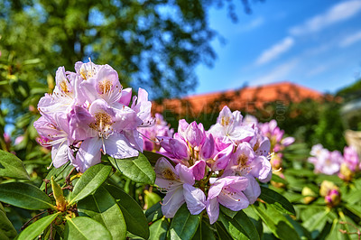 Buy stock photo A series of photos of rhododendron in garden