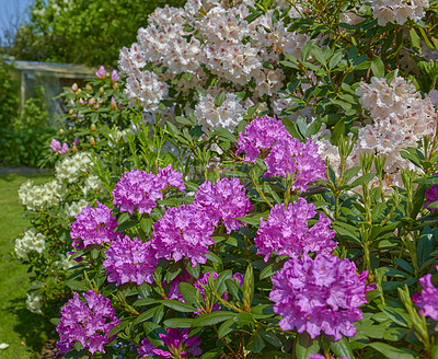 Buy stock photo A series of photos of rhododendron in garden