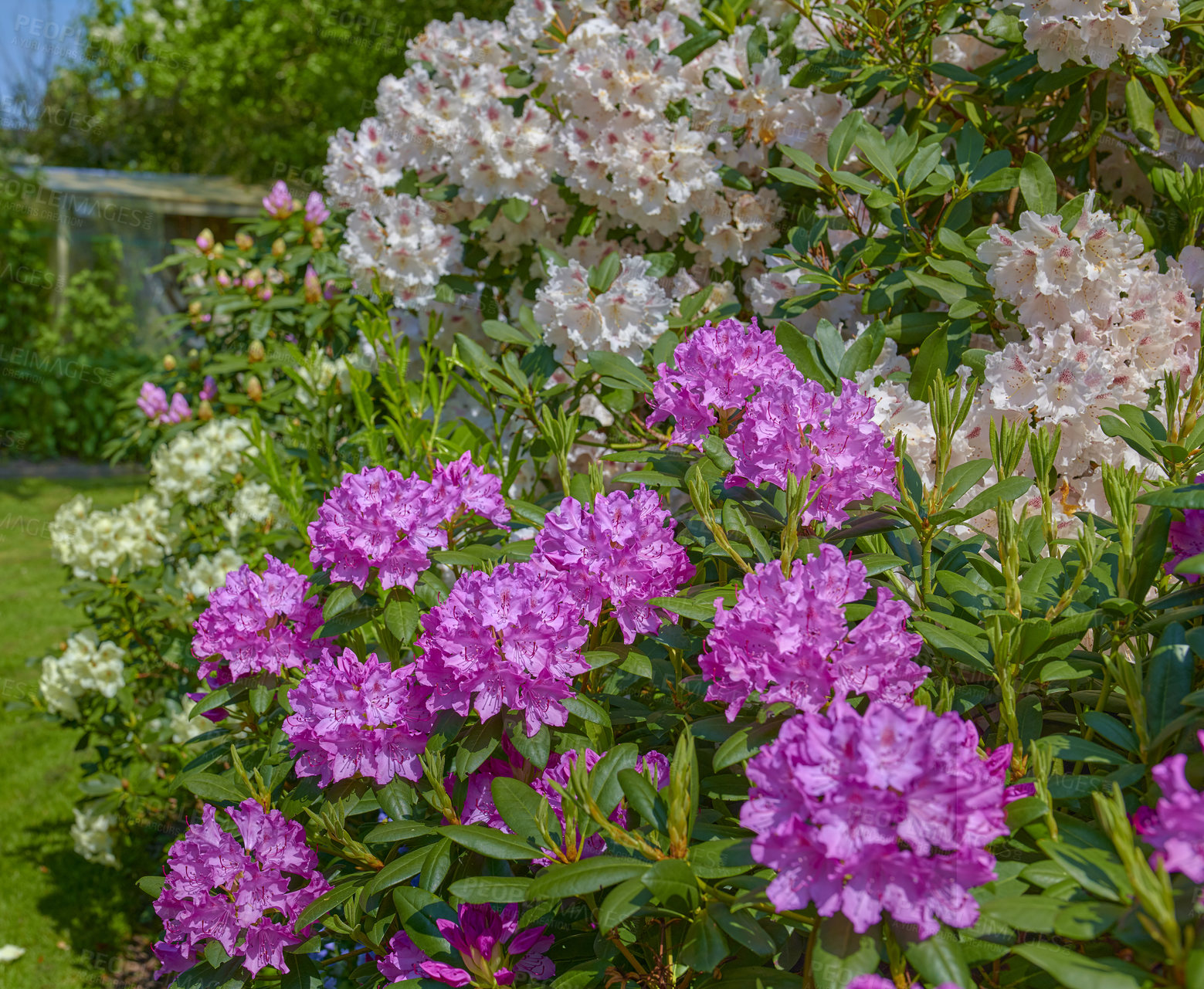 Buy stock photo A series of photos of rhododendron in garden