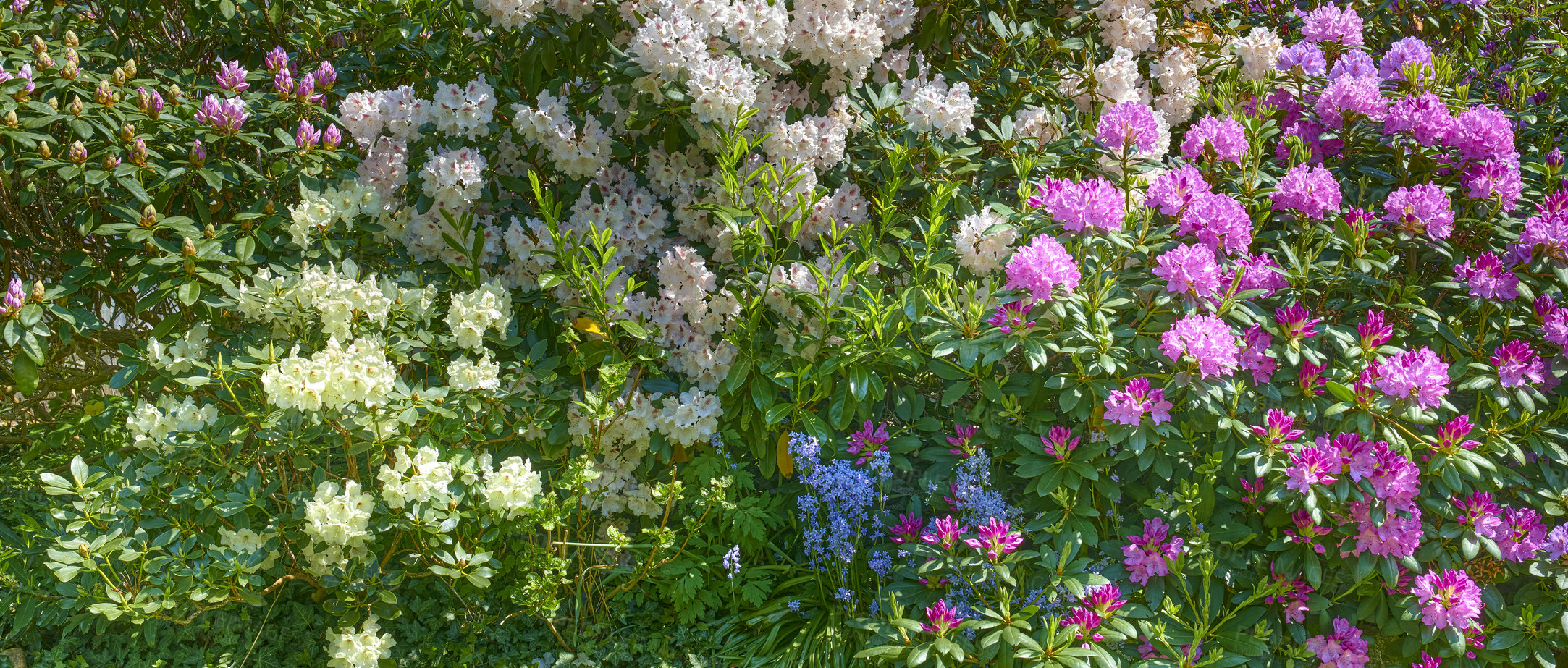 Buy stock photo A series of beautiful garden photos