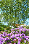 Rhododendron in my garden