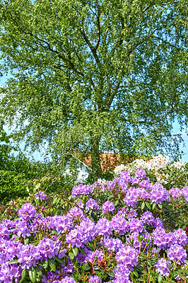 Buy stock photo A series of photos of rhododendron in garden