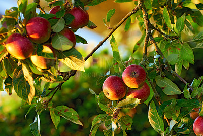 Buy stock photo Fresh apples in natural setting