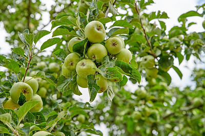 Buy stock photo Fresh apples in natural setting