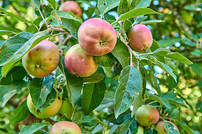 Buy stock photo Fresh apples in natural setting