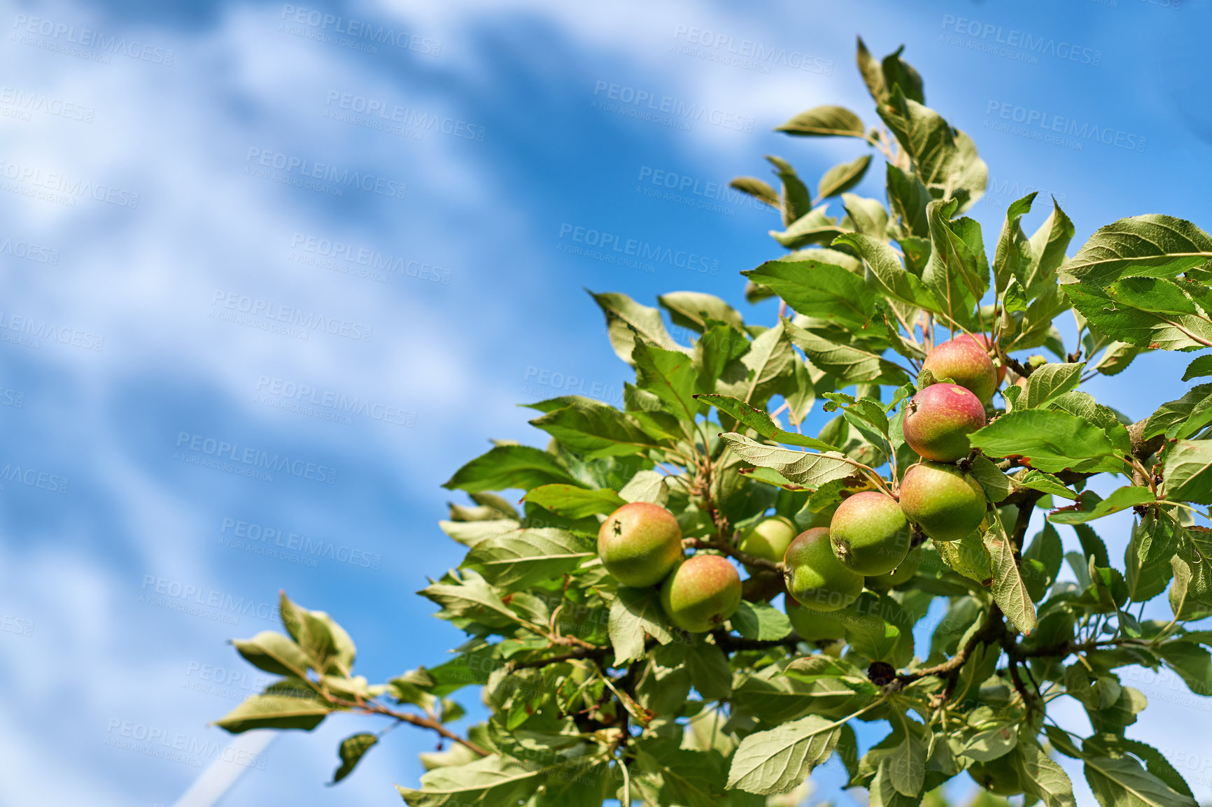 Buy stock photo Fresh apples in natural setting